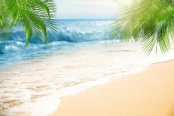 Playa Arena Con Palmeras Cerca Del Océano Día Soleado — Foto de Stock