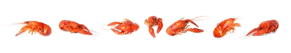 Set Tasty Cooked Crayfishes White Background Banner Design — Stock Photo, Image