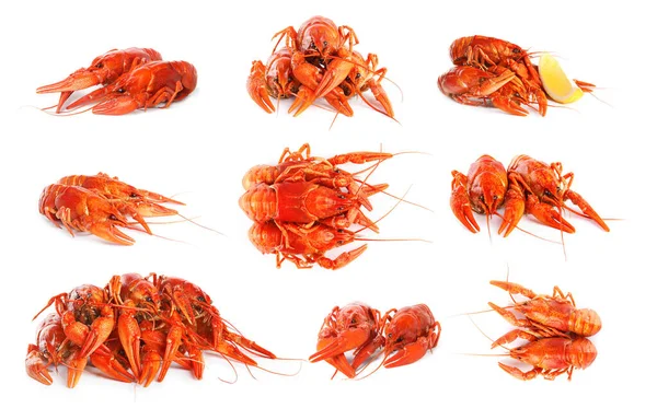 Set Tasty Cooked Crayfishes White Background — Stock Photo, Image