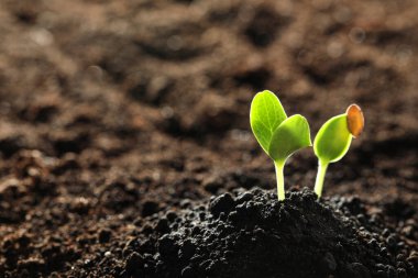 Toprakta yetişen taze sebze fideleri açık havada, metin için alan