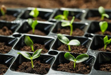 Seedling tepsisi ve taze sebze filizi, yakın plan.