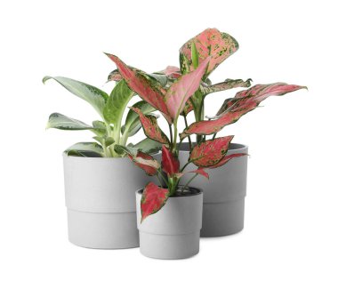 Çiçek saksılarındaki güzel Aglaonema bitkileri beyaza izole edilmiş. Ev dekorasyonu