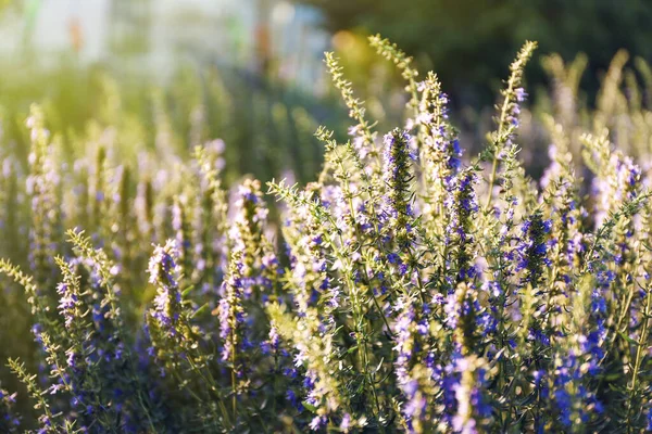 Muchas Plantas Hermosas Del Hisopo Que Florecen Aire Libre Primer —  Fotos de Stock