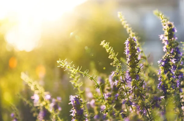 Muchas Plantas Hermosas Del Hisopo Que Florecen Aire Libre Primer — Foto de Stock