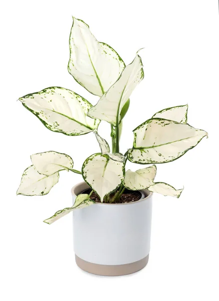 Bela Planta Aglaonema Vaso Isolado Branco Decoração Casa — Fotografia de Stock