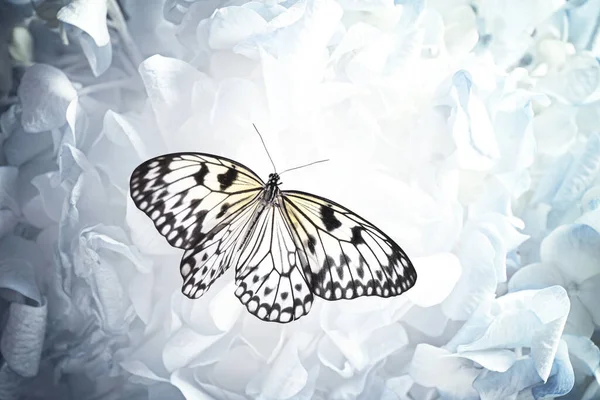 Красивий Рисовий Папір Метелик Квітці Крупним Планом — стокове фото