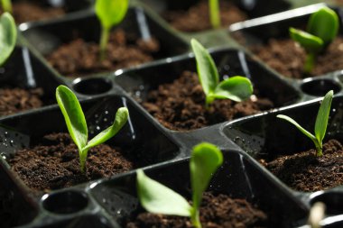 Seedling tepsisi ve taze sebze filizi, yakın plan.