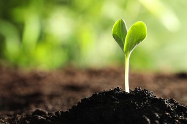 Toprakta yetişen taze sebze tohumu açık havada, metin için alan