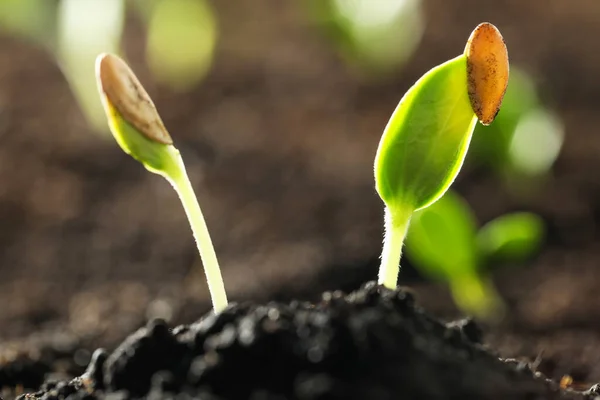 Jeunes Plants Légumes Poussant Dans Sol Extérieur — Photo