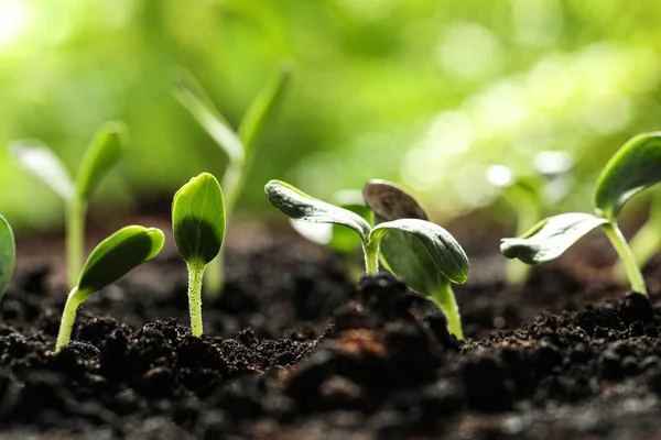 Jonge Groentezaailingen Groeien Grond Buiten Ruimte Voor Tekst — Stockfoto