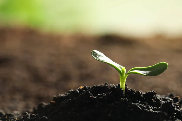 Young Vegetable Seedling Growing Soil Outdoors Space Text — Stock Photo, Image