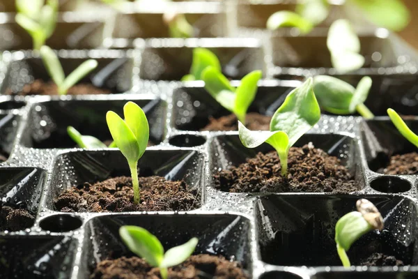 Plateau Semis Avec Jeunes Pousses Légumes Gros Plan — Photo