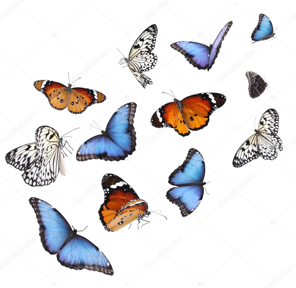 Amazing different butterflies flying on white background