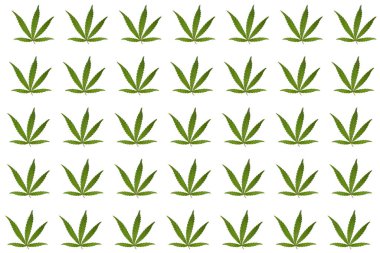Beyaz arka planda bir sürü yeşil kenevir yaprağı var. Desen tasarımı