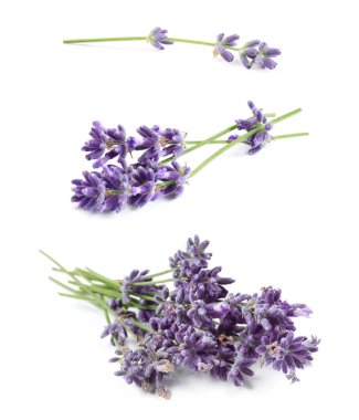 Set of lavender flowers on white background clipart