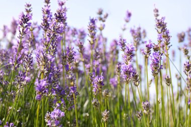 Güzel açan lavanta tarlası yaz günü, yakın plan.