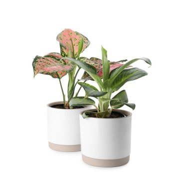 Çiçek saksılarındaki güzel Aglaonema bitkileri beyaza izole edilmiş. Ev dekorasyonu