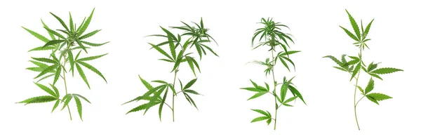 白い背景に麻の植物のセット バナーデザイン — ストック写真