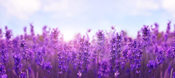 Beautiful Lavender Field Closeup Banner Design — Stock Photo, Image