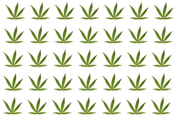 Many Green Hemp Leaves White Background Pattern Design — Stock Photo, Image