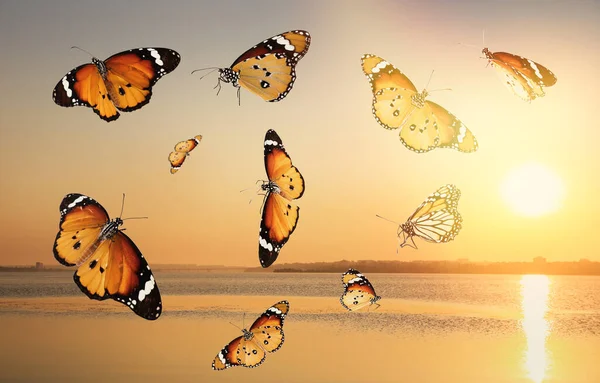 夕日の海を渡る美しい蝶 — ストック写真