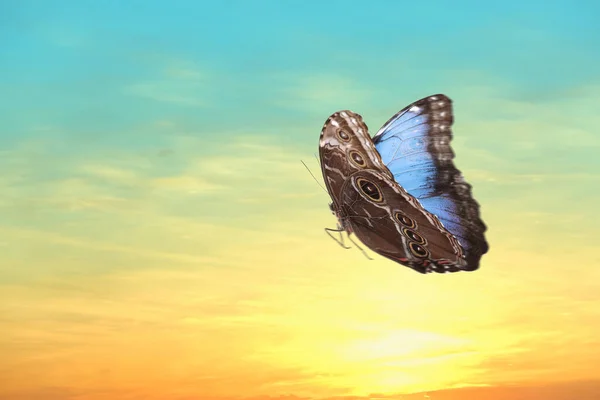 Bela Borboleta Voando Céu Pôr Sol — Fotografia de Stock