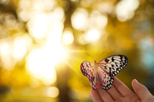 Frau Mit Wunderschönem Reispapier Schmetterling Freien Sonnigen Tagen Nahaufnahme Bokeh — Stockfoto