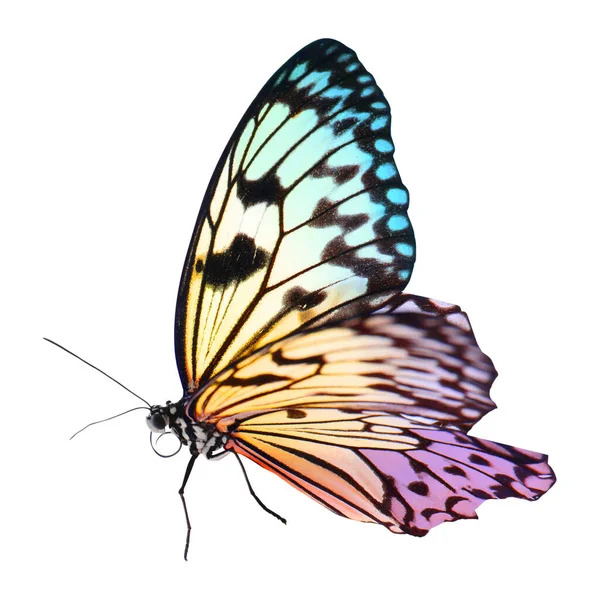 Incroyable Papillon Couleur Vive Isolé Sur Blanc — Photo