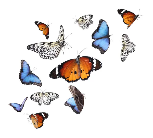 Дивовижний Простий Тигр Звичайні Морфологічні Рисові Паперові Метелики Літають Білому — стокове фото