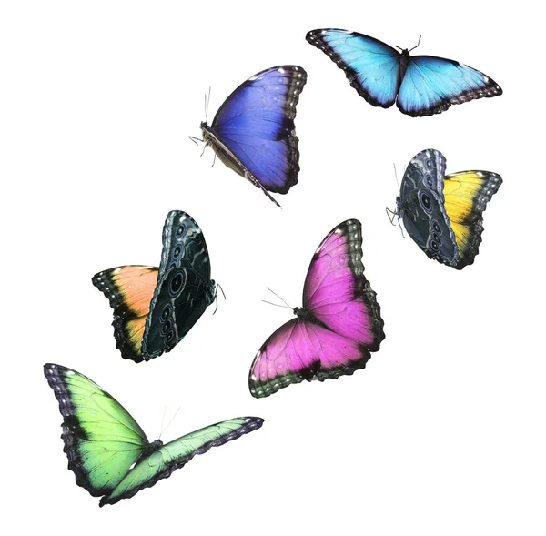Erstaunlich Verschiedene Schmetterlinge Fliegen Auf Weißem Hintergrund — Stockfoto