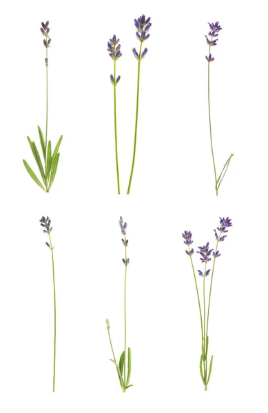 Uppsättning Lavendel Blommor Vit Bakgrund — Stockfoto