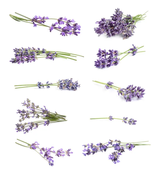 Set Lavender Flowers White Background — Stock Photo, Image