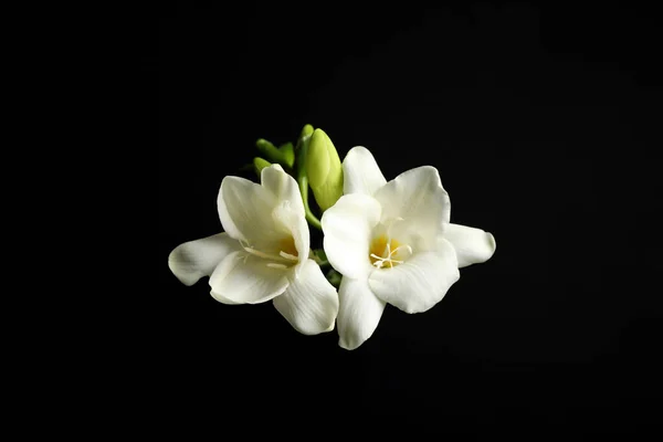 Schöne Weiße Freesia Blumen Auf Schwarzem Hintergrund — Stockfoto