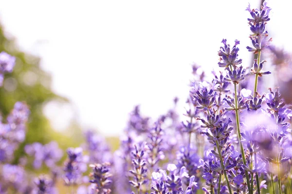 Hermoso Campo Lavanda Flor Día Verano Primer Plano —  Fotos de Stock