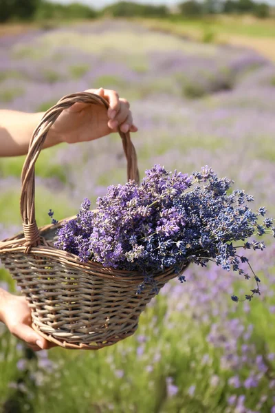 Mujer Joven Sosteniendo Cesta Mimbre Con Flores Lavanda Campo Primer —  Fotos de Stock