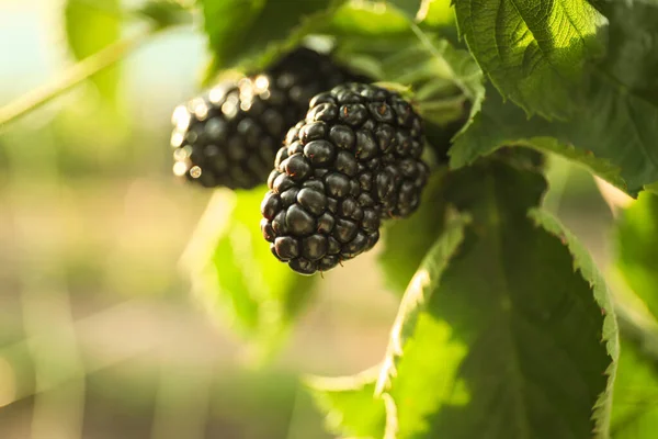 Blackberry Bush Ripe Berries Garden Closeup — Stock Photo, Image
