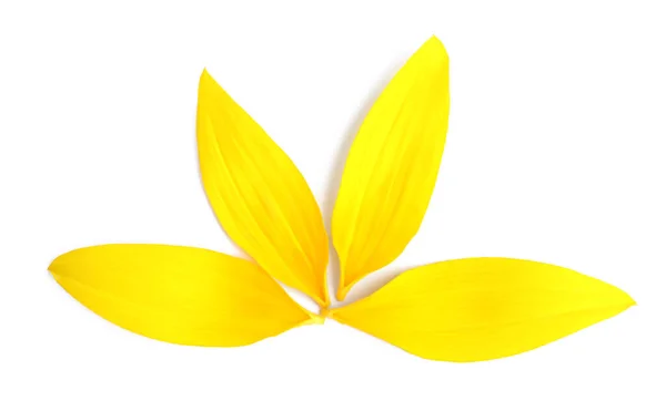 Frisch Gelbe Sonnenblumenblütenblätter Isoliert Auf Weiß Draufsicht — Stockfoto