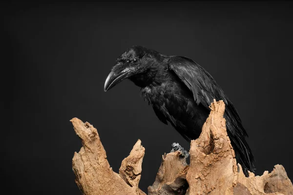 Hermoso Cuervo Común Encaramado Madera Sobre Fondo Oscuro —  Fotos de Stock