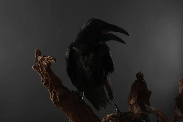 Silhouette of raven perched on wood against dark background