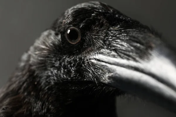 Beautiful Common Raven Dark Background Closeup — Stock Photo, Image
