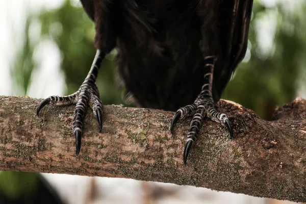 Common Raven Tree Branch Outdoors Closeup — Stock Photo, Image