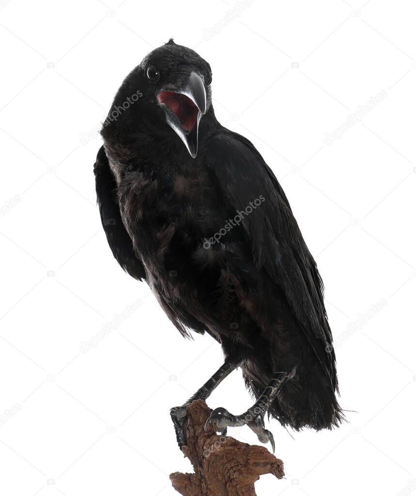 Beautiful common raven perched on wood against white background