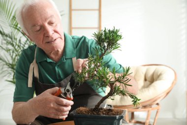 İçeride Japon bonsai bitkileriyle ilgilenen kıdemli bir adam. Evde zen atmosferi oluşturuluyor