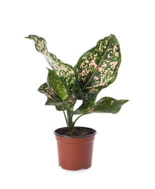 Beautiful Aglaonema plant in flowerpot isolated on white. House decor clipart