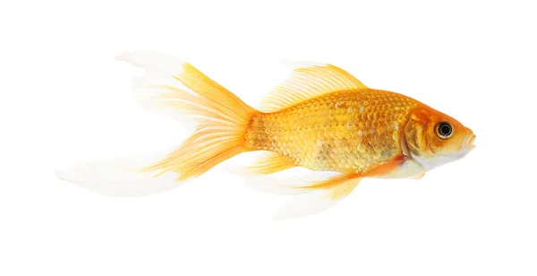 Güzel Parlak Beyaz Balık — Stok fotoğraf