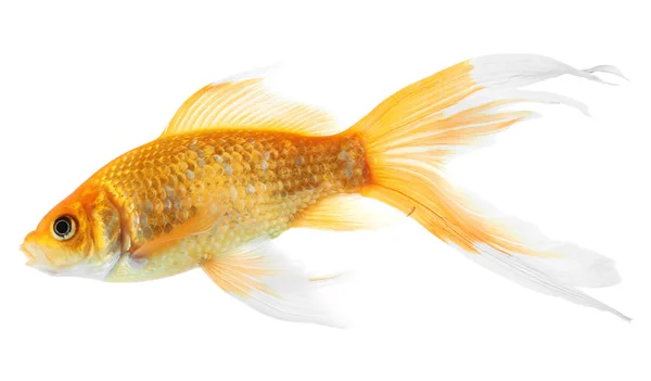 Beautiful Bright Small Goldfish Isolated White — Stock Photo, Image