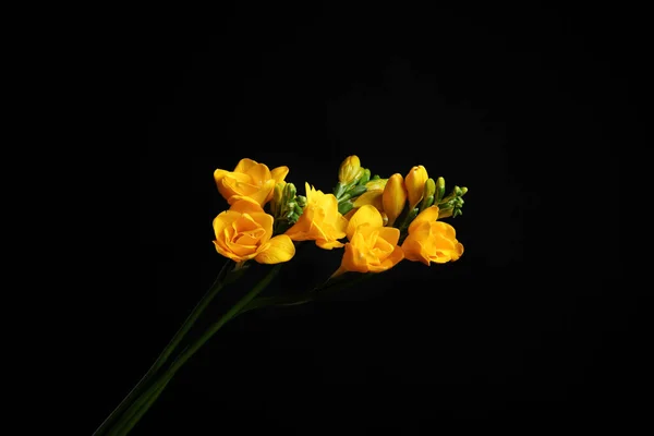 Vacker Gul Freesia Blommor Svart Bakgrund — Stockfoto