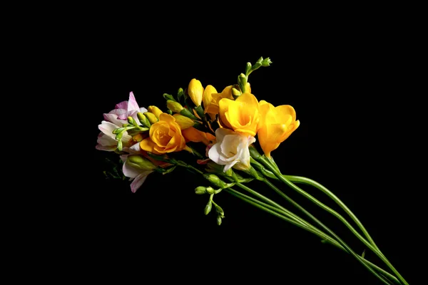 Bukett Vackra Freesia Blommor Svart Bakgrund — Stockfoto