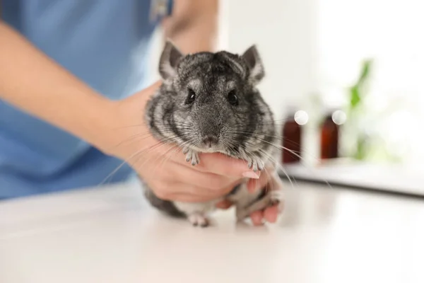 Professionele Dierenarts Onderzoeken Chinchilla Kliniek Close — Stockfoto