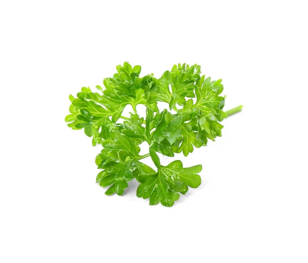 Fresh Green Curly Parsley White Background — Stock Photo, Image